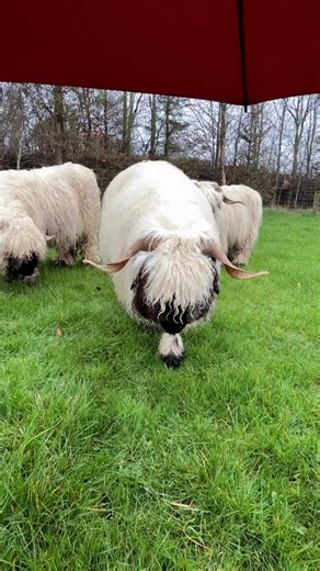 Weather forecast: 100% chance of fluffy. Umbrella? Secured. Fluff? Immaculate. 🐑☔💅 The cutest sheep at BoPeep Valais Blacknose in County Limerick are prepared for the Irish drizzle. 📍County Limerick 📸 instagram.com/bopeep_valaisblacknose/ #DiscoverIreland #CountyLimerick | Discover Ireland Nordics