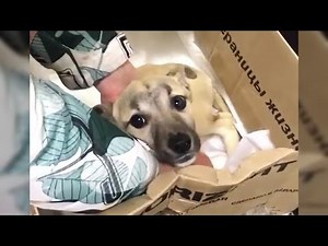 She was found in the landfills in critical condition, someone planned that with her