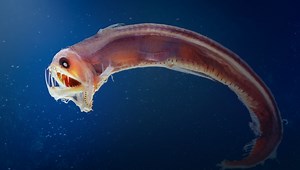Meet The Fish With The Record-Breaking Biggest Teeth Compared To Its Head