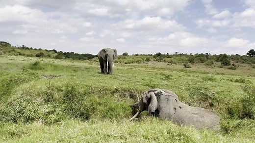 Edwin the Collared Elephant's Social Journey