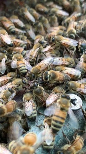 When Bees Help Each Other 🐝🍯 Incredible Hive Teamwork #shorts