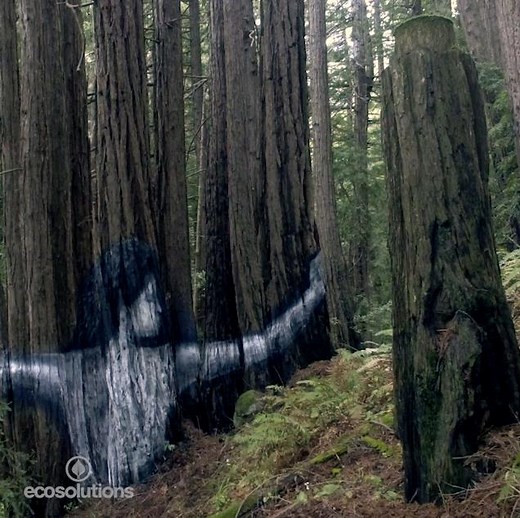 This stunning forest mural has already been washed away. It was designed to send a chilling message about climate change http://cnn.it/2k4nOll | CNN