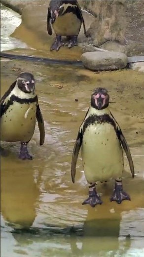 🐧❄️ The Fascinating World of Penguins ❄️🐧 #Penguins #Wildlife #Nature #Animals #PenguinLove #wild