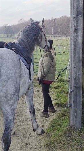 farting at horse #horse #pony #funny #horseriding #horsegirl #riding #girl #cute #weird #adorable