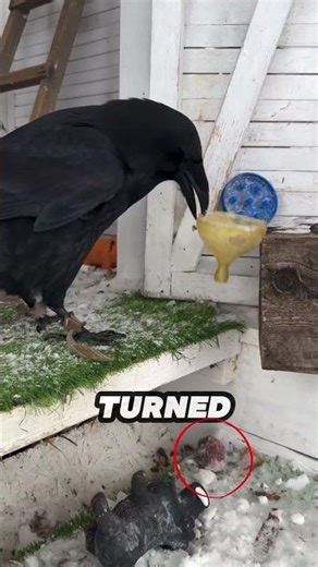 The Smartest Animal In The World 😱🐦 #shorts