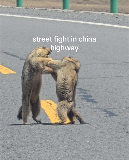Street Fight in China: A Wild Encounter