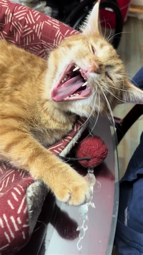 Navirou Curling Up! #kitten #kitty #cuteanimals #catsnkittens #orangetabby