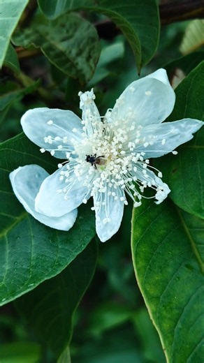 flower photography tips and tricks 🌿📸 #vivo #photography