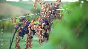Esca wood-borne fungal diseases in a vineyard. Illness of grapes or drought and dryness in agriculture on a farm. Raisin plant.