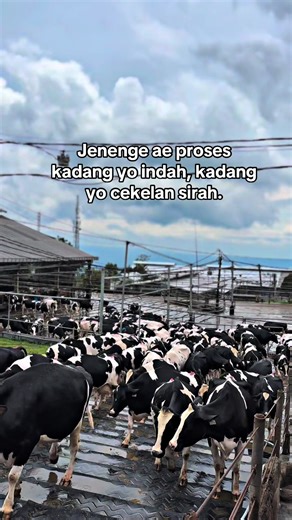 Kandungan Ternak Sapi Perah yang Indah