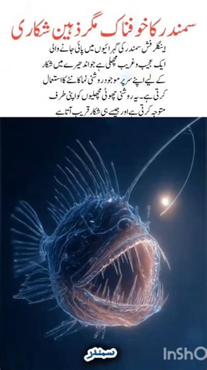 Angler Fish – The Deep Sea’s Most Terrifying Hunter#anglerfish#wildlife#nature#shorts