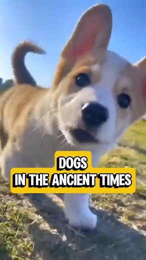 1K views | Dogs In The Ancient Times | Unique Fact | Facebook