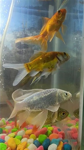 Rs. 1400/- only fish tank setup #trending #planetaquarium #fish #fishaquarium #megaquarium #aquarium