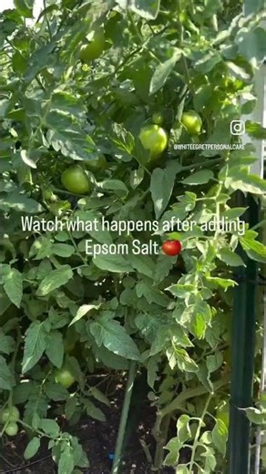 Epsom Salt for Tomato Plants