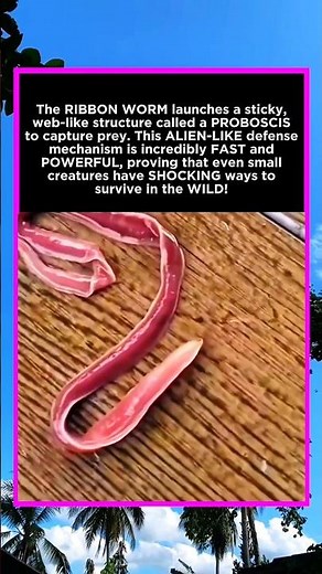 The Alien-Like ATTACK of the Ribbon Worm! 😱 | Amazing Nature Facts
