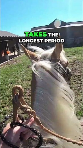 Mastering Horse Training: Tips & Techniques 🐴✨