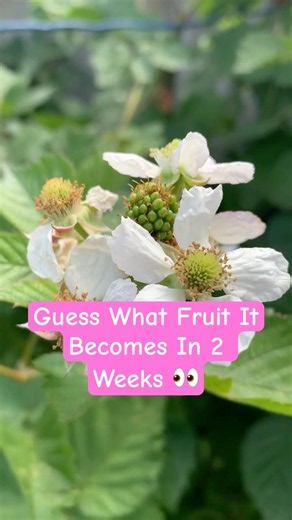 Watch These Berries Grow #inspiration #garden #gardening #fyp #foryou #recommended #subscribe