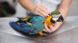 7.2K views · 203 reactions | Desde que llegan al CAD los animales silvestres, reciben la atención y el cariño necesario para tener una nueva oportunidad de vida. Lamentablemente muchos de ellos no podrán regresar a su hábitat natural. Desde el 2016 apoyamos el rescate y recuperación de más de 8000 animales silvestres, la mayoría de ellos, maltratados por cazadores furtivos o comerciantes. | Gobernación de Santa Cruz | Facebook