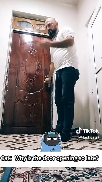 Understanding Cats: Their Unique Behaviors Explained