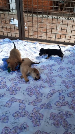 Kuka, a kulcstartó méretű kutyababa igazi kis virgonc rosszcsont 😍😍 | Miskolci Állatsegítő Alapítvány (MÁSA)