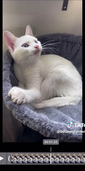 Cats of TikTok: System of a Down Inspired Videos