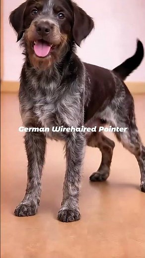 German Wirehaired Pointer | The All-Terrain Hunter of Germany