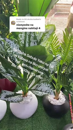 Replying to @titi.nkuba.kashen Tupo Tabata Segerea shell tunafanya delivery popote Mai zang mkoan na hata darsalam, #flypシ #sallin_decor_maua_mazuri #artificial tree #ua la seblen