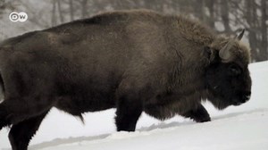 Romania: Return of the European bison