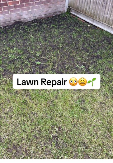 Effective Lawn Repair Tips for a Lush Green Yard