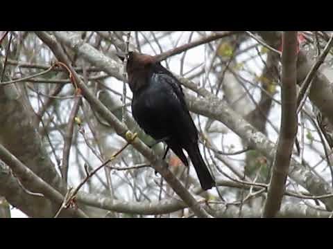 Bird Sounds Spectacular || Brown Headed Cowbird