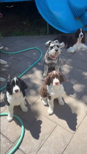 Miniature Schnauzer Meets His Springer Pup Squad!