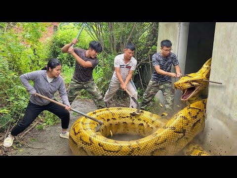Brave Expert Rescues Young Man From 2 Giant Golden Pythons