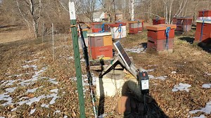 Have you heard of bee lining? 🐝 Watch as our head beekeeper tracks down some bees. 😆 | Betterbee