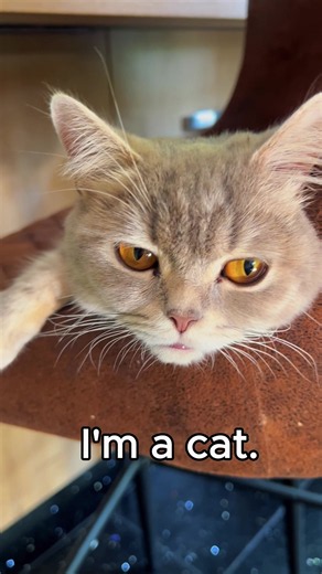 Cats: no job, no rent, no contribution… and yet 😴