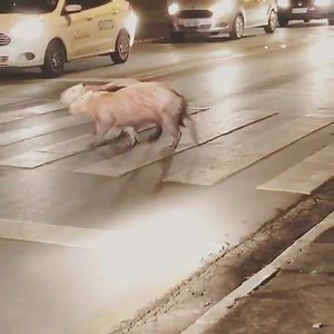 5.6M views · 150K reactions | Aqui em Piracicaba é outro nível, educação de trânsito em todos os níveis, todos atravessam na faixa de pedestres.  Robinson Santiago | Coronel Adriana | Facebook