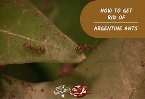 How to Get Rid of Argentine Ants | Tips for Homeowners - Pest Samurai