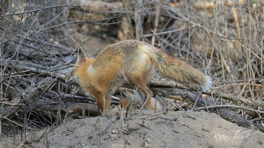 37K views · 482 reactions | In the wild both red fox parents help take care of the kits. This video is of the male fox cleaning out the den and making sure everything is perfect for his kits. | Kevin Thurk Photography | Facebook