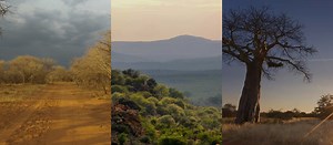 Limpopo hunting trips