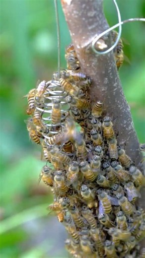 How the Queen Bee Summons the Worker Bees #bee #queenbee #insects