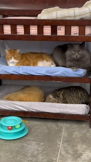 Cat bunk bed. Room for more on top #innovation #vision #reuse #former #baby #changing #table #cat #bunkbeds #happy #cagefree #thisisrescue #straycats #feralcats #nonprofit #sanctuary #volunteer #here #furballfarmpetsanctuary #share #follow #facebook #instagram #youtube 💙 www.FurballFarmPetSanctuary #furballfarmcatsanctuary | Furball Farm Cat Sanctuary