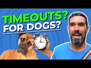 Dog Timeouts: Why Dogs Need It + How To Do It The Right Way