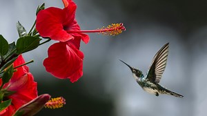 2.9K views · 107 reactions | This music contains the Earth Resonance...