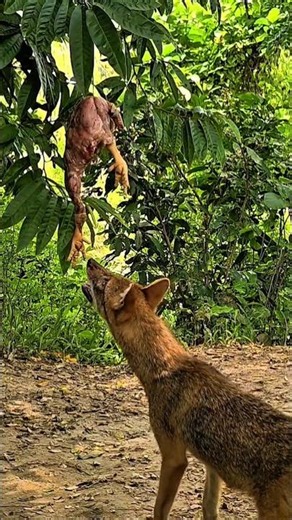 Oh Jackal!