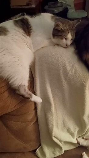 #catsanddogs #cat #funnyvideo #family #bestfriends #love #puppies #kittens #mylife #companions