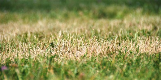 Brown patches on your lawn? Here's what’s causing them — and how to fix it fast