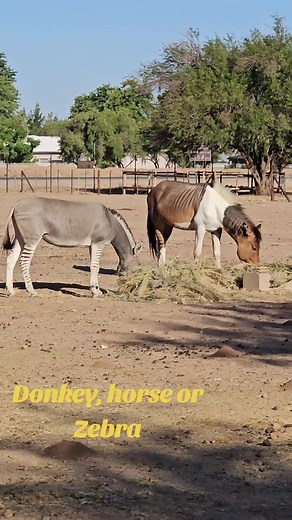 Donkey, Horse, or Zebra? Unbelievable Sightings in Travel