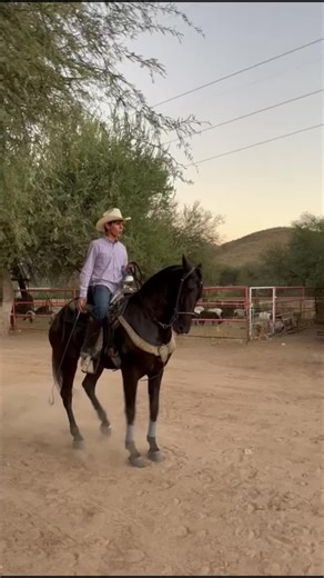 Western Horse Riding Techniques and Style