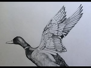 Draw and shade a duck in pencil | pencil sketch | duck drawing step by step