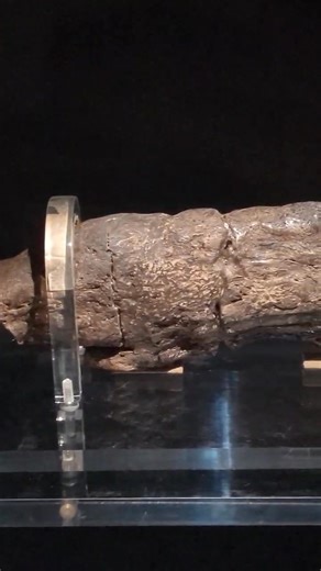 This Viking poo - is the largest fossilised human poo in existence. Can be seen at Jorvik Viking Centre, York. Video credit to our American friend @jetlegdave on Instagram! | MedievalHistoria