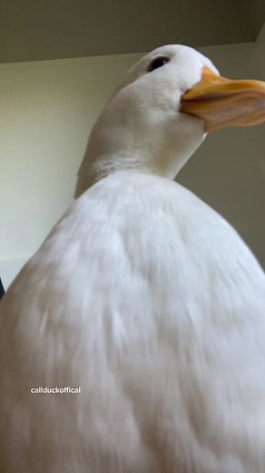 King Duck - The Silly and Cute Pet Duck Video